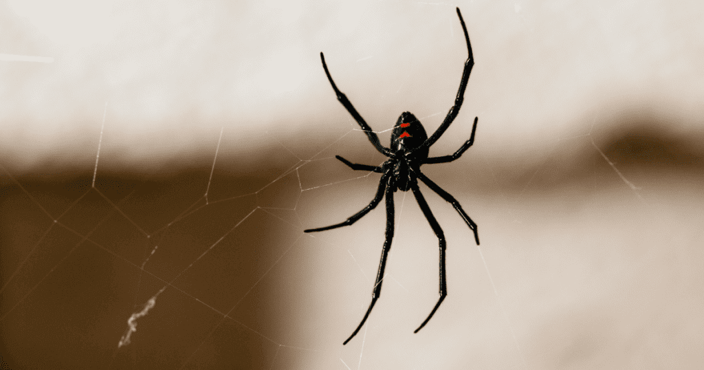 How do I get rid of a tiny red spider?