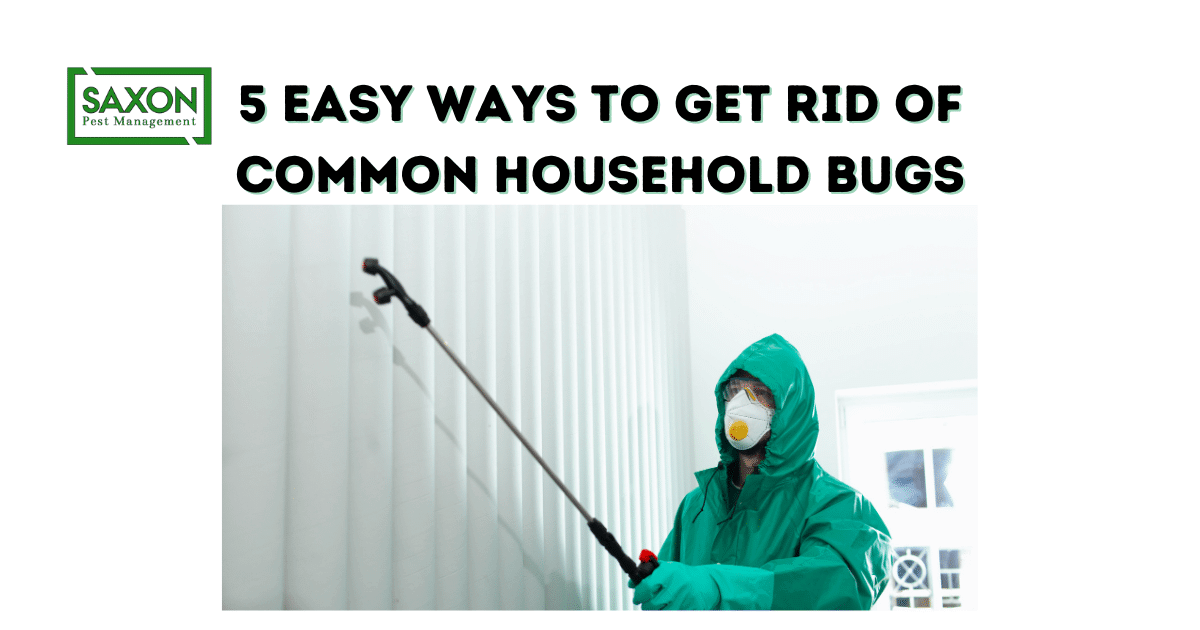 5 Easy Ways to Get Rid of Common Household Bugs