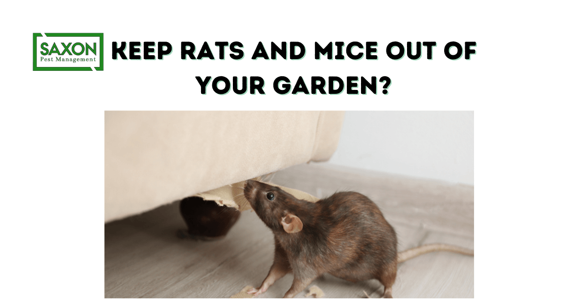 How to keep rats and mice out of your garden?