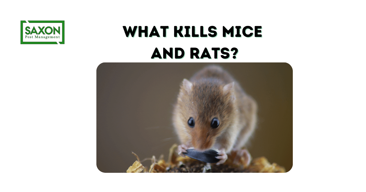 what kills mice and rats? Saxon Pest Management