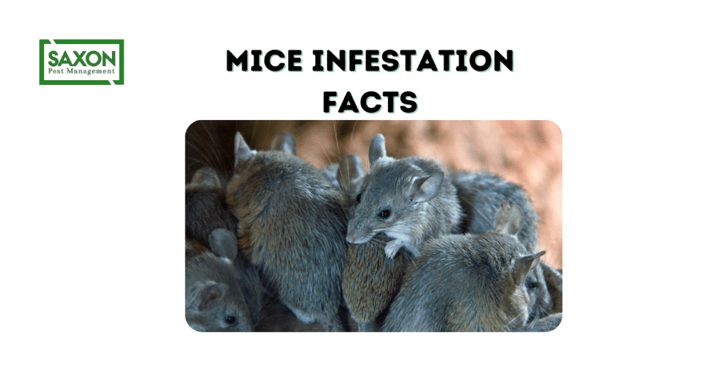 Mice Infestation Facts