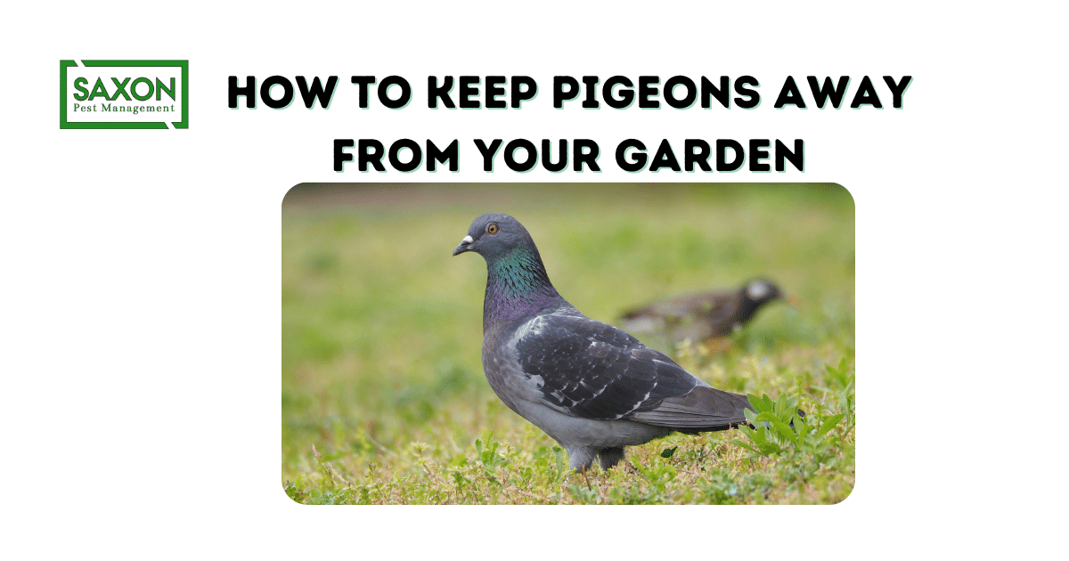 How to Keep Pigeons Away from Your Garden