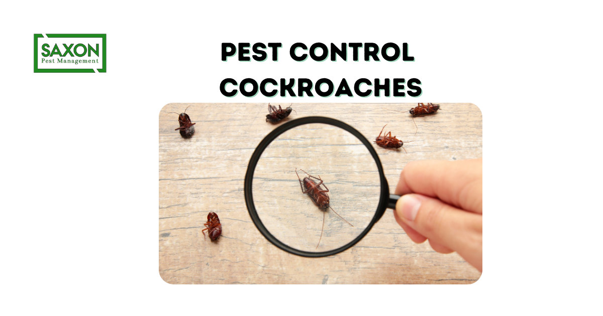 Pest control cockroaches