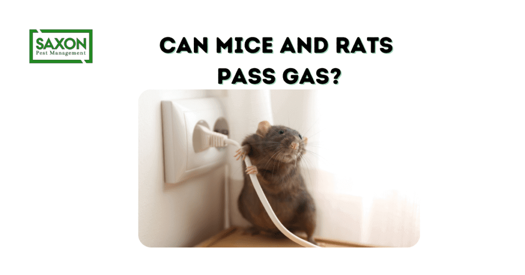 Can mice and rats pass gas?