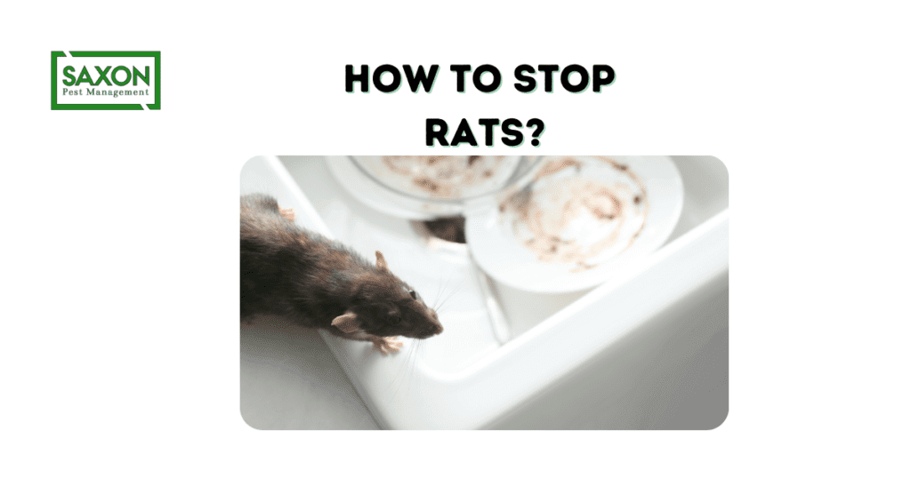 How to stop rats?