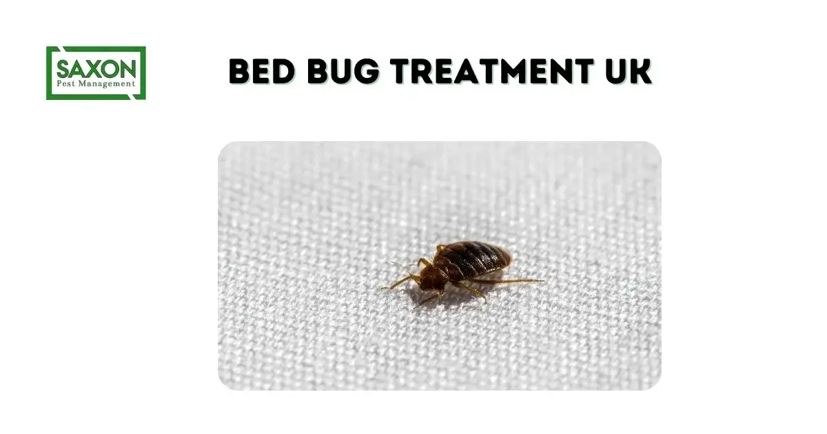 Bed Bug Treatment UK