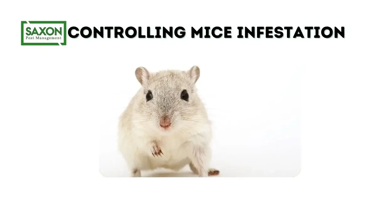 Controlling Mice Infestation