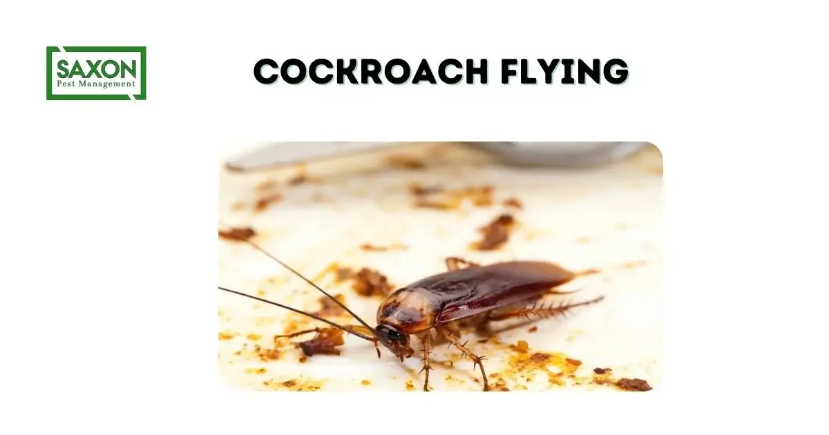 Cockroach flying