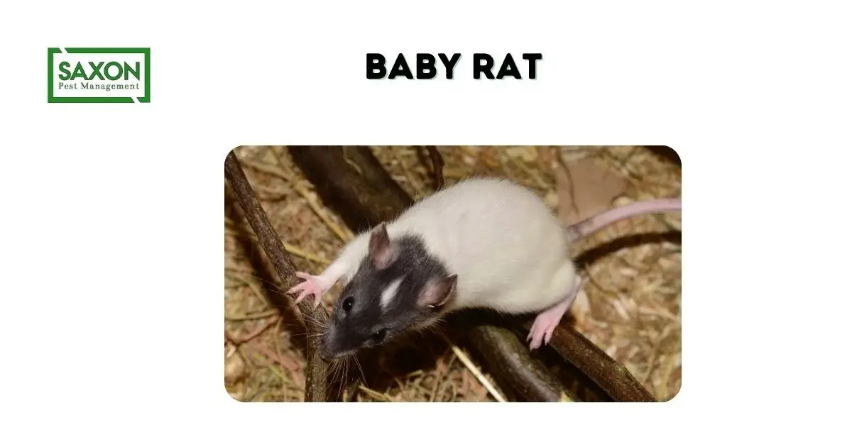 Baby Rat