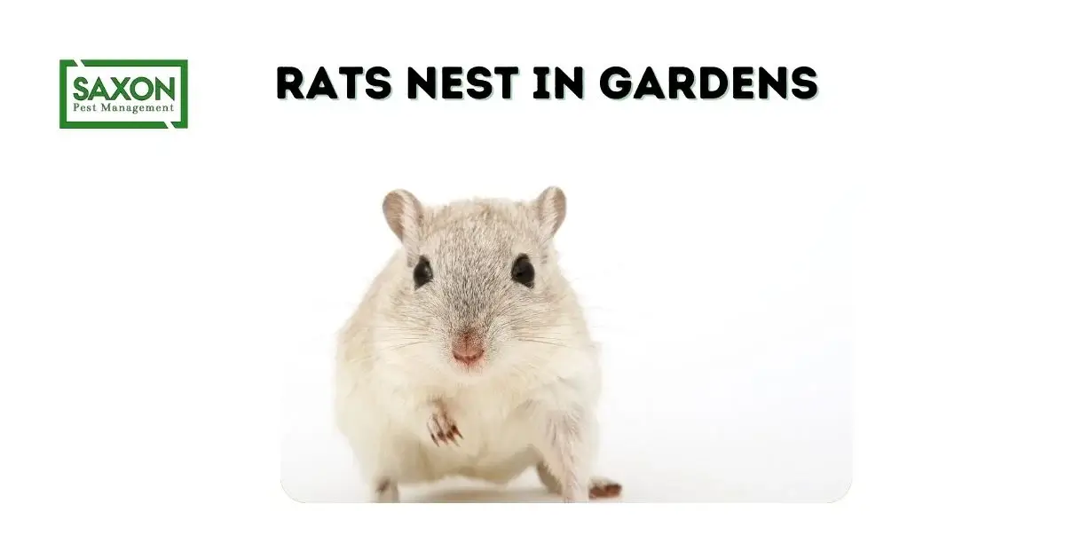 Rats Nest in Gardens
