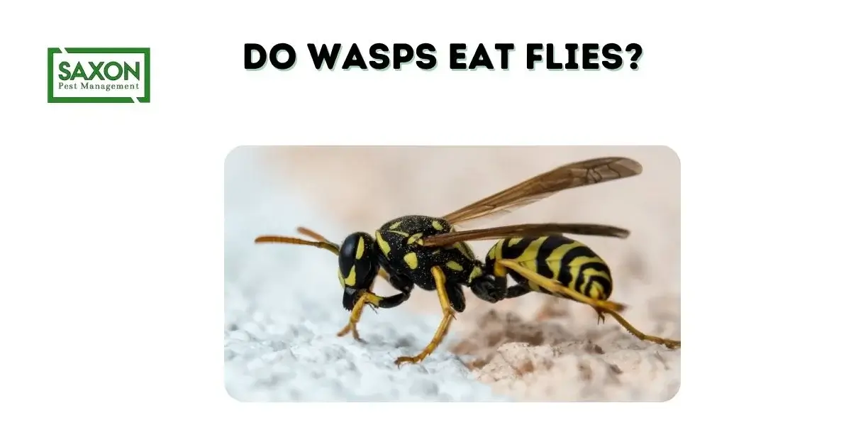 Do Wasps Eat Flies?