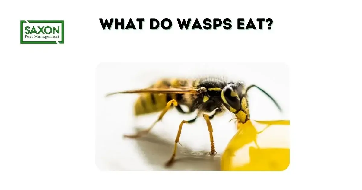 What Do Wasps Eat?