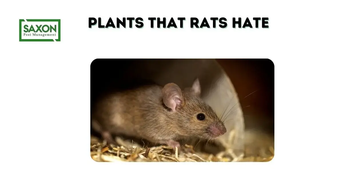 Plants That Rats Hate