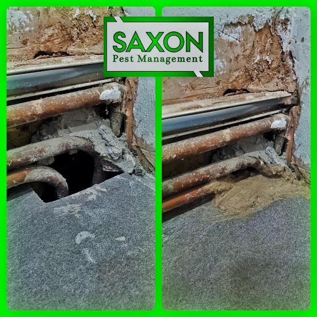 Saxon Pest Control Service in Ilford