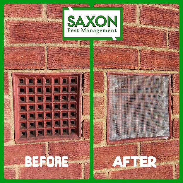 Saxon Pest Control Service in Ilford