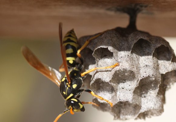 Bees and Wasps Control services in London