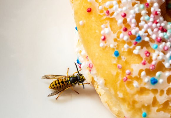 Bees and Wasps Control services in Ilford Londo