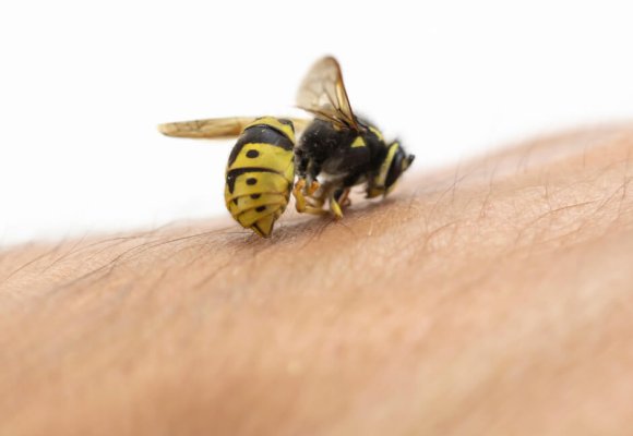 Bees and Wasps Control services in Ilford Londo