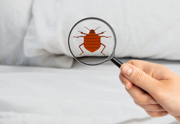 Why do bed bugs come?