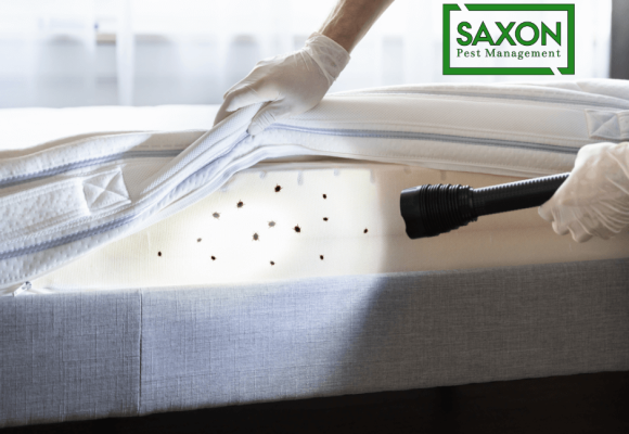 5 most common pests and how to remove them?