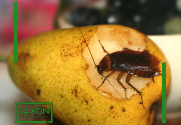 Cockroach Control services in Ilford London