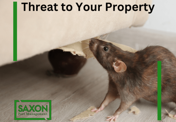 Mice & Rats Control services in London