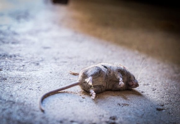 Dead Pest Removal img3 - Saxon Pest Management