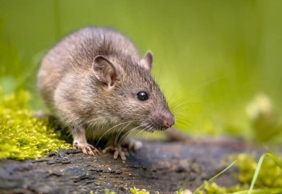 Mice and Rats control services