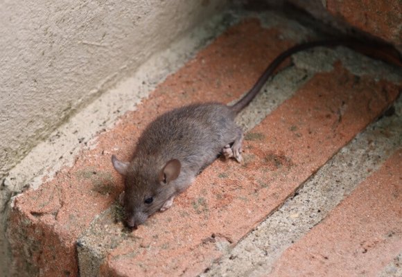 Mice and Rats control services