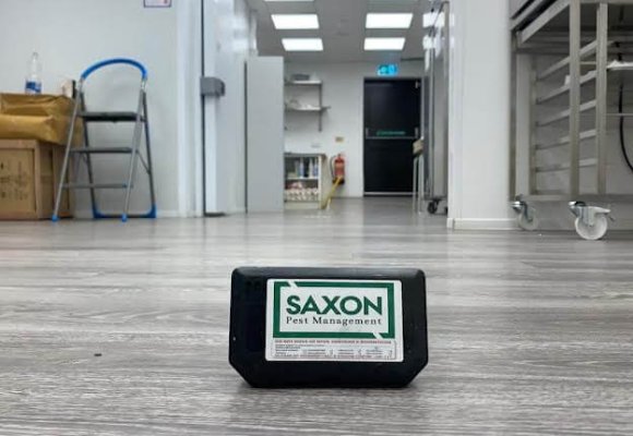 Saxon Pest Control Service in Ilford