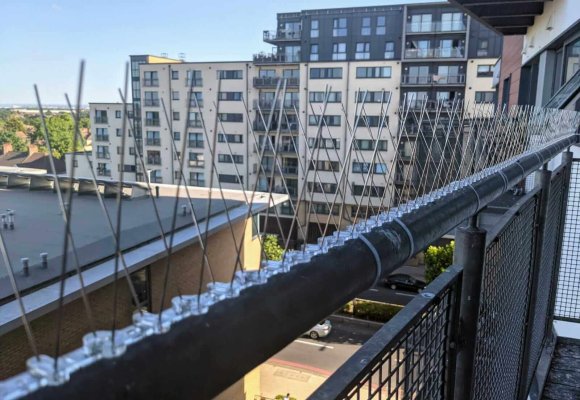 Saxon Pest Management - Home pic1