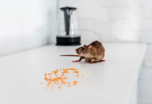 Saxon Pest Management - pic5