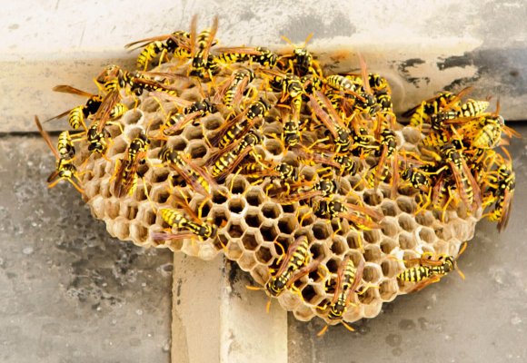 Bees and Wasps Control services in Ilford London