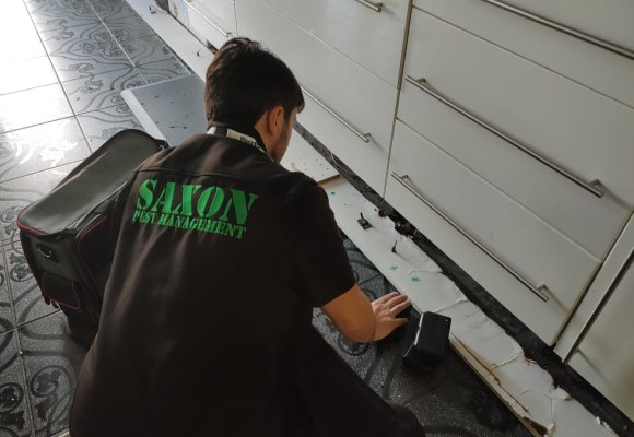 Saxon pest management