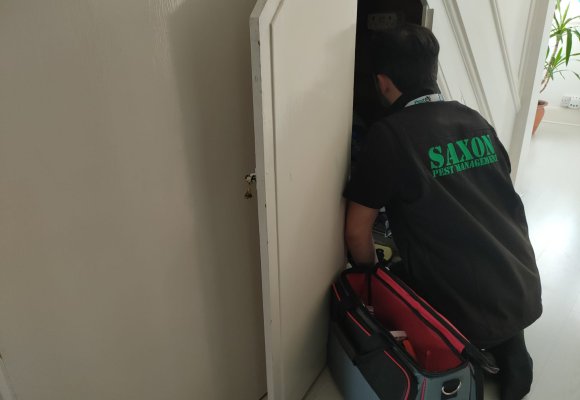 Saxon pest management